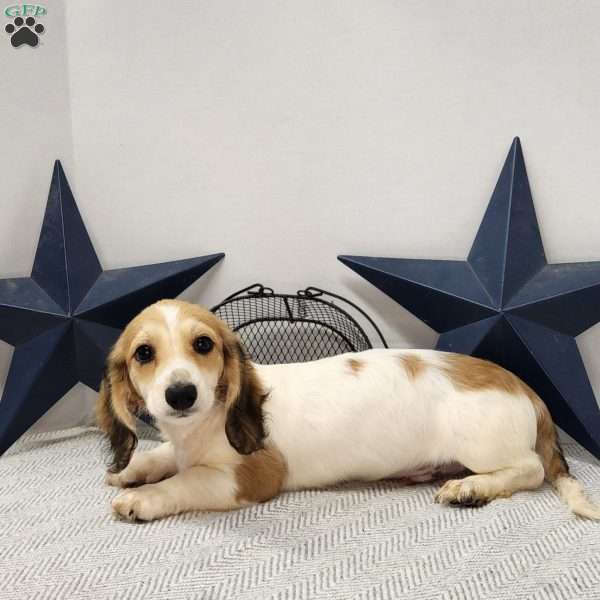 Marshall, Dachshund Puppy