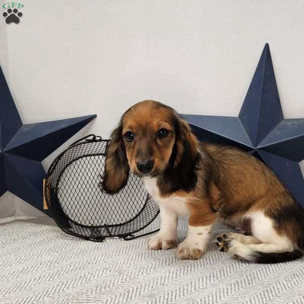 Liberty, Dachshund Puppy