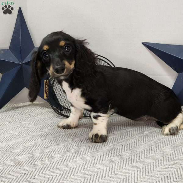Skye, Dachshund Puppy