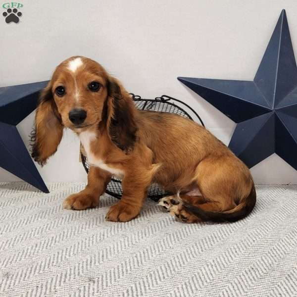 Chase, Dachshund Puppy
