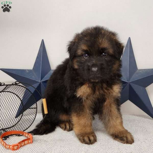 Brutus, German Shepherd Puppy