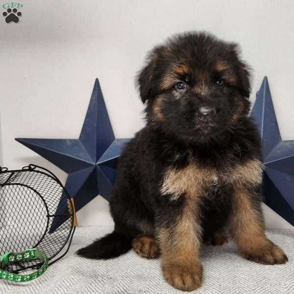 Blitz, German Shepherd Puppy