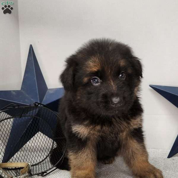 Barron, German Shepherd Puppy