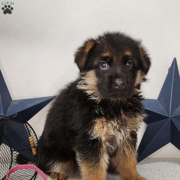 Brynn, German Shepherd Puppy