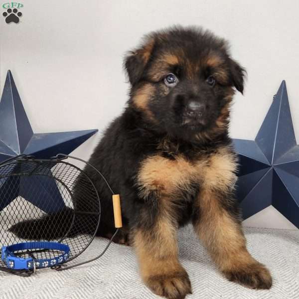 Bo, German Shepherd Puppy