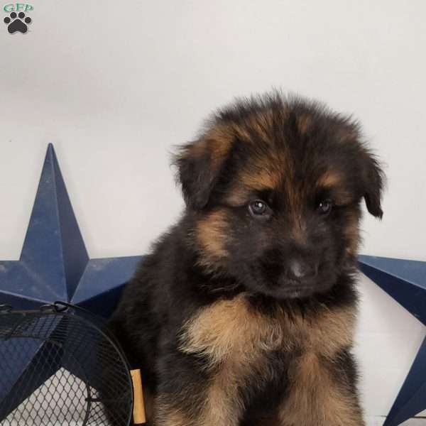 Bear, German Shepherd Puppy