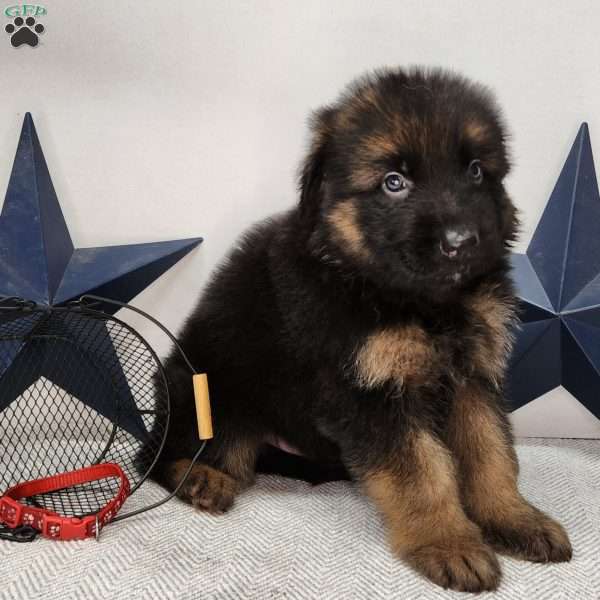 Bruno, German Shepherd Puppy
