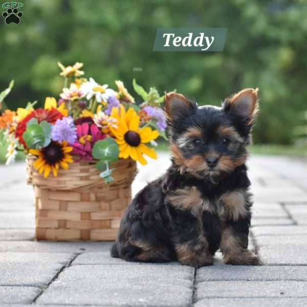 Teddy, Yorkie Puppy