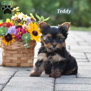 Teddy, Yorkie Puppy