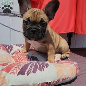 River, French Bulldog Puppy