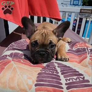 River, French Bulldog Puppy