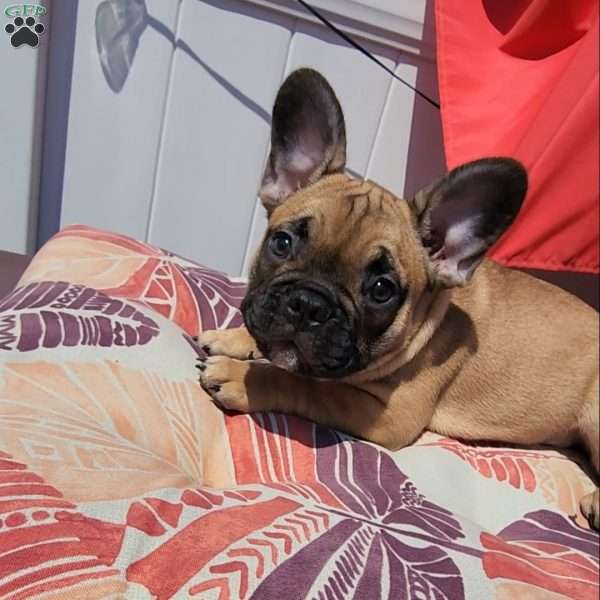 River, French Bulldog Puppy