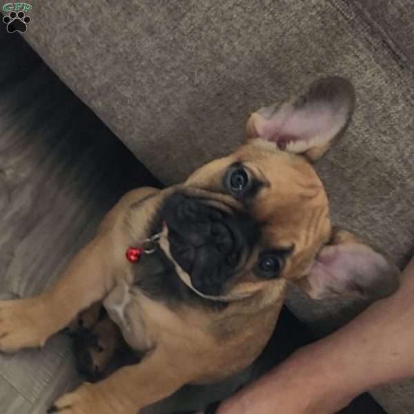 Rocket, French Bulldog Puppy