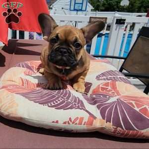 Rocket, French Bulldog Puppy