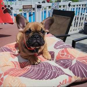 Rocket, French Bulldog Puppy