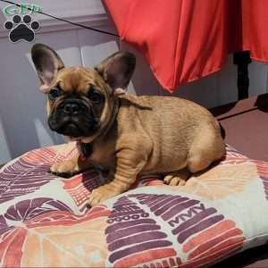 Rocket, French Bulldog Puppy