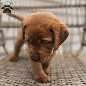 Belle, Fox Red Labrador Retriever Puppy