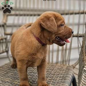 Belle, Fox Red Labrador Retriever Puppy