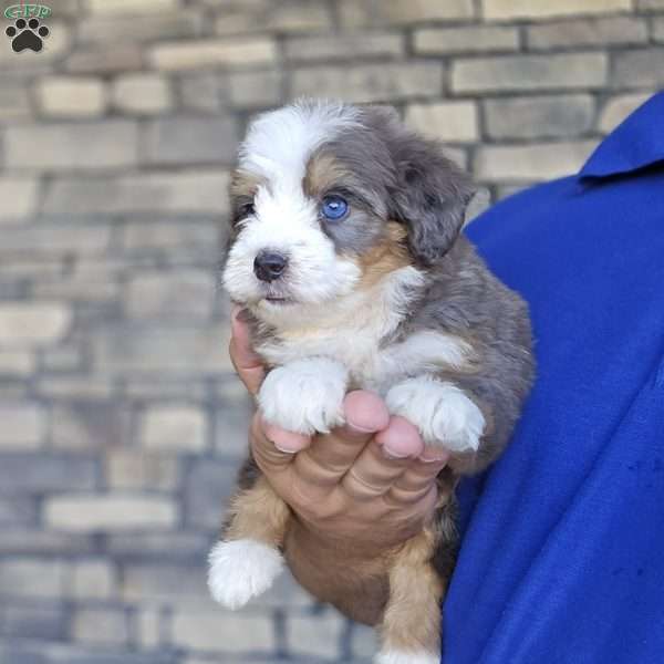 Cora, Mini Bernedoodle Puppy