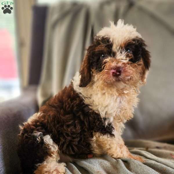 Oak, Mini Bernedoodle Puppy
