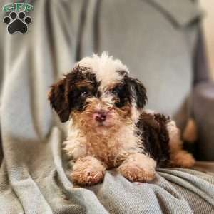Oak, Mini Bernedoodle Puppy