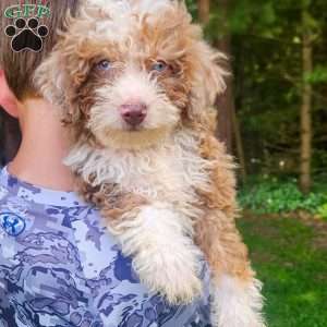 Teddy, Mini Bernedoodle Puppy