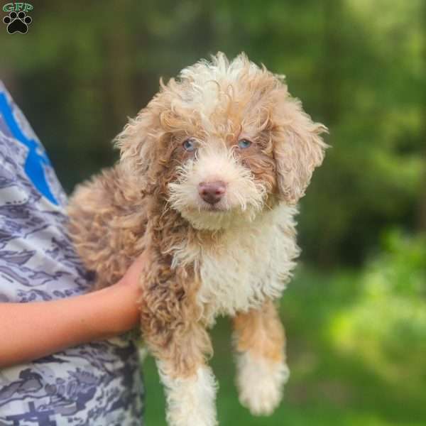 Teddy, Mini Bernedoodle Puppy
