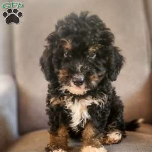 Dusk, Mini Bernedoodle Puppy