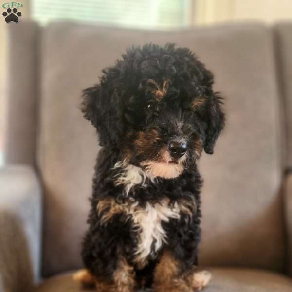 Dusk, Mini Bernedoodle Puppy