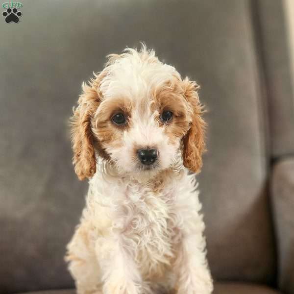 Lacy, Cavapoo Puppy