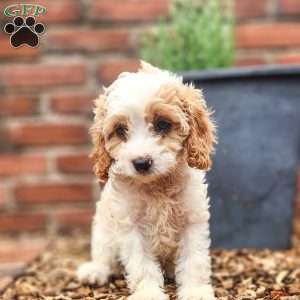 Lacy, Cavapoo Puppy