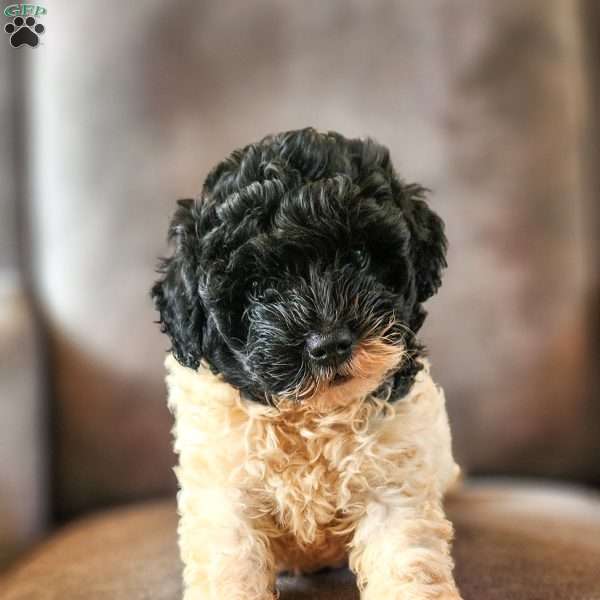 Oreo, Mini Bernedoodle Puppy