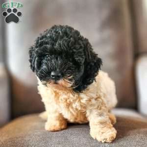 Oreo, Mini Bernedoodle Puppy