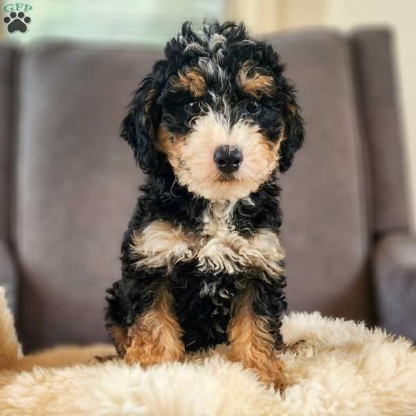 Bella, Mini Bernedoodle Puppy