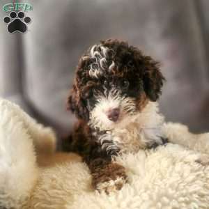 Cocoa, Mini Bernedoodle Puppy