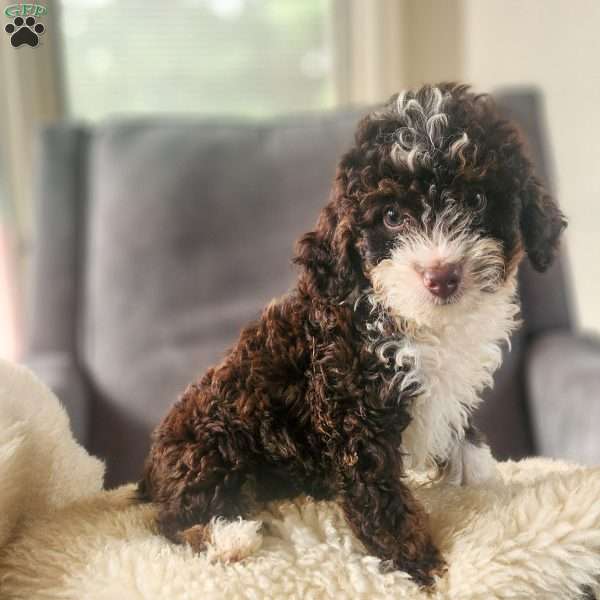 Cocoa, Mini Bernedoodle Puppy