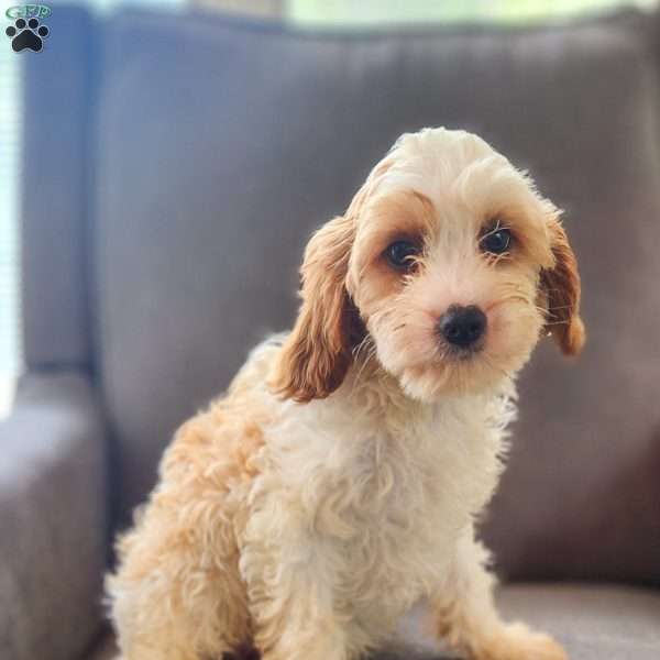 Charlie, Cavapoo Puppy
