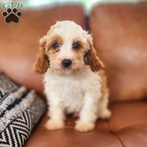 Charlie, Cavapoo Puppy