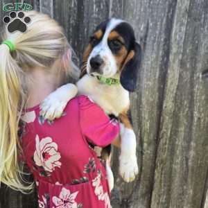 Griffy, Beaglier Puppy