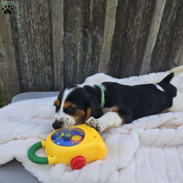 Griffy, Beaglier Puppy