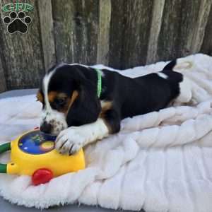 Griffy, Beaglier Puppy