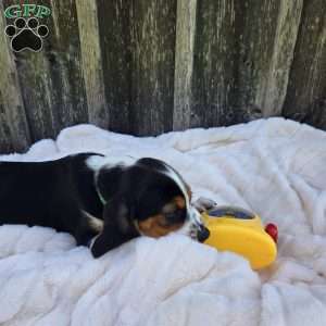 Griffy, Beaglier Puppy