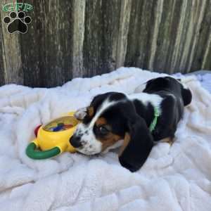 Griffy, Beaglier Puppy