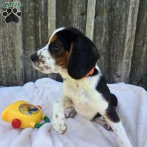 Oscar, Beaglier Puppy