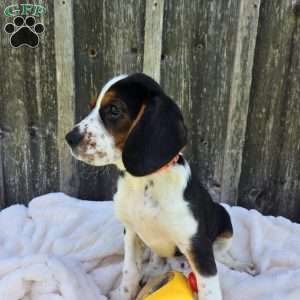 Oscar, Beaglier Puppy