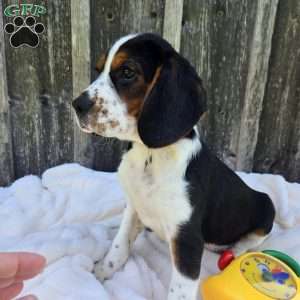 Oscar, Beaglier Puppy