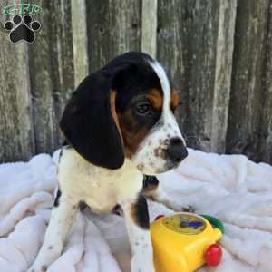 Oscar, Beaglier Puppy