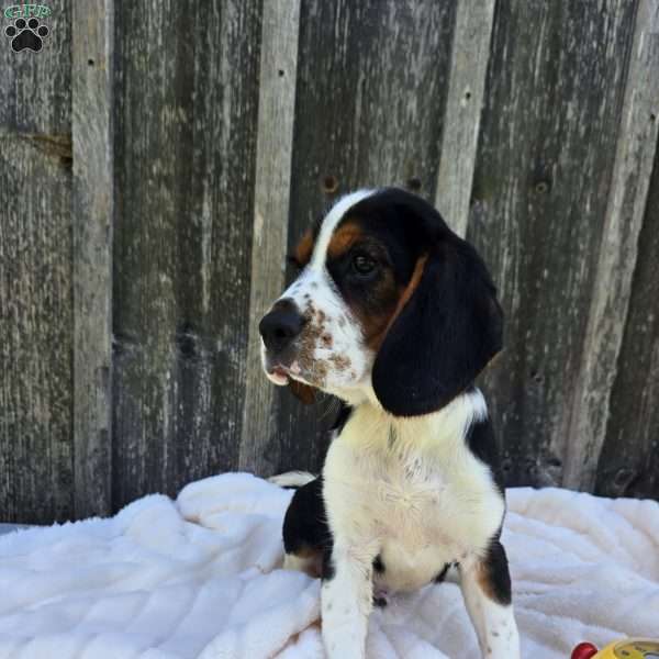Oscar, Beaglier Puppy
