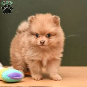 Brady, Pomeranian Puppy
