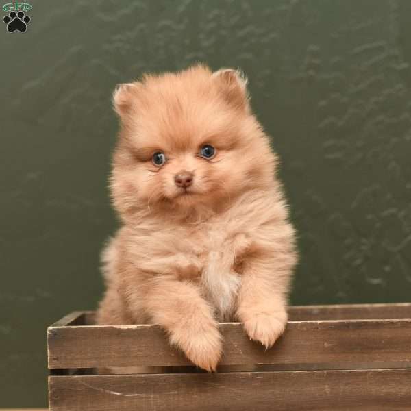 Brady, Pomeranian Puppy
